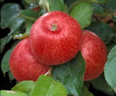 How To Use Honeycrisp Apples